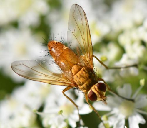 Leskia aurea